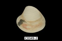 藏品(黃文蛤)的圖片